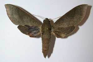  ( - 12-SRNP-41273)  @14 [ ] CreativeCommons - Attribution Non-Commercial Share-Alike (2014) Daniel H. Janzen Guanacaste Dry Forest Conservation Fund