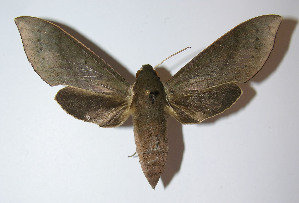  ( - 12-SRNP-41274)  @14 [ ] CreativeCommons - Attribution Non-Commercial Share-Alike (2014) Daniel H. Janzen Guanacaste Dry Forest Conservation Fund