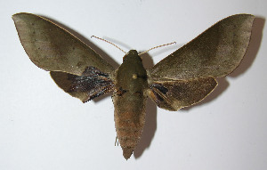  ( - 12-SRNP-41320)  @14 [ ] CreativeCommons - Attribution Non-Commercial Share-Alike (2014) Daniel H. Janzen Guanacaste Dry Forest Conservation Fund