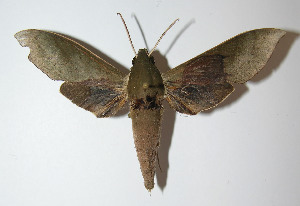  ( - 12-SRNP-41455)  @14 [ ] CreativeCommons - Attribution Non-Commercial Share-Alike (2014) Daniel H. Janzen Guanacaste Dry Forest Conservation Fund