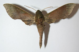  ( - 12-SRNP-41456)  @14 [ ] CreativeCommons - Attribution Non-Commercial Share-Alike (2014) Daniel H. Janzen Guanacaste Dry Forest Conservation Fund