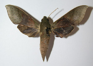  ( - 12-SRNP-41678)  @14 [ ] CreativeCommons - Attribution Non-Commercial Share-Alike (2014) Daniel H. Janzen Guanacaste Dry Forest Conservation Fund