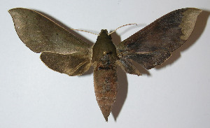  ( - 12-SRNP-41726)  @14 [ ] CreativeCommons - Attribution Non-Commercial Share-Alike (2014) Daniel H. Janzen Guanacaste Dry Forest Conservation Fund