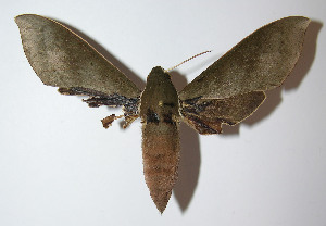  ( - 12-SRNP-43025)  @14 [ ] CreativeCommons - Attribution Non-Commercial Share-Alike (2014) Daniel H. Janzen Guanacaste Dry Forest Conservation Fund