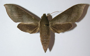  ( - 12-SRNP-43294)  @14 [ ] CreativeCommons - Attribution Non-Commercial Share-Alike (2014) Daniel H. Janzen Guanacaste Dry Forest Conservation Fund