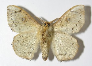  ( - 12-SRNP-61)  @14 [ ] CreativeCommons - Attribution Non-Commercial Share-Alike (2014) Daniel H. Janzen Guanacaste Dry Forest Conservation Fund