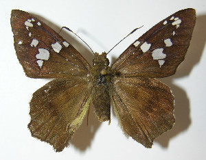  ( - 12-SRNP-67197)  @14 [ ] CreativeCommons - Attribution Non-Commercial Share-Alike (2014) Daniel H. Janzen Guanacaste Dry Forest Conservation Fund