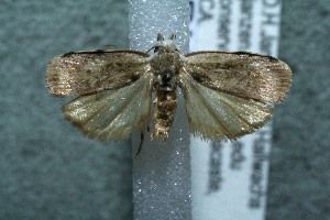  ( - 12-SRNP-77352)  @13 [ ] CreativeCommons - Attribution Non-Commercial Share-Alike (2014) Daniel H. Janzen Guanacaste Dry Forest Conservation Fund