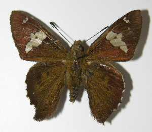  ( - 12-SRNP-806)  @14 [ ] CreativeCommons - Attribution Non-Commercial Share-Alike (2014) Daniel H. Janzen Guanacaste Dry Forest Conservation Fund