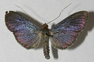  ( - 12-SRNP-81173)  @13 [ ] CreativeCommons - Attribution Non-Commercial Share-Alike (2013) Daniel H. Janzen Guanacaste Dry Forest Conservation Fund