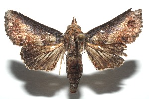  ( - 13-SRNP-101202)  @13 [ ] CreativeCommons - Attribution Non-Commercial Share-Alike (2014) Daniel H. Janzen Guanacaste Dry Forest Conservation Fund