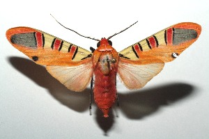  ( - 13-SRNP-101294)  @14 [ ] CreativeCommons - Attribution Non-Commercial Share-Alike (2014) Daniel H. Janzen Guanacaste Dry Forest Conservation Fund