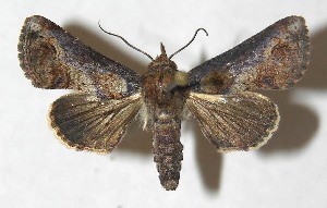  ( - 13-SRNP-20922)  @13 [ ] CreativeCommons - Attribution Non-Commercial Share-Alike (2014) Daniel H. Janzen Guanacaste Dry Forest Conservation Fund