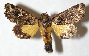  ( - 13-SRNP-71140)  @13 [ ] CreativeCommons - Attribution Non-Commercial Share-Alike (2014) Daniel H. Janzen Guanacaste Dry Forest Conservation Fund