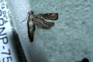  ( - 13-SRNP-75808)  @12 [ ] CreativeCommons - Attribution Non-Commercial Share-Alike (2014) Daniel H. Janzen Guanacaste Dry Forest Conservation Fund