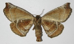  (Apatelodes adrastiaDHJ01 - 13-SRNP-76559)  @14 [ ] CreativeCommons - Attribution Non-Commercial Share-Alike (2014) Daniel H. Janzen Guanacaste Dry Forest Conservation Fund