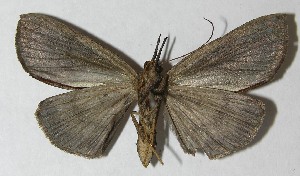  ( - 12-SRNP-30784)  @13 [ ] CreativeCommons - Attribution Non-Commercial Share-Alike (2013) Daniel H. Janzen Guanacaste Dry Forest Conservation Fund