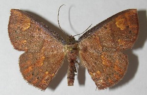  ( - 12-SRNP-43246)  @14 [ ] CreativeCommons - Attribution Non-Commercial Share-Alike (2013) Daniel H. Janzen Guanacaste Dry Forest Conservation Fund
