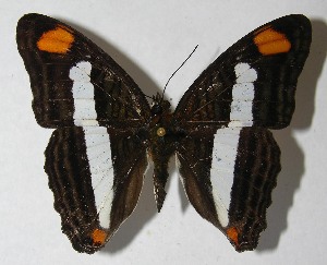  ( - 12-SRNP-55027)  @14 [ ] CreativeCommons - Attribution Non-Commercial Share-Alike (2013) Daniel H. Janzen Guanacaste Dry Forest Conservation Fund