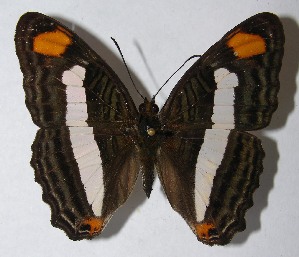  ( - 12-SRNP-55154)  @14 [ ] CreativeCommons - Attribution Non-Commercial Share-Alike (2013) Daniel H. Janzen Guanacaste Dry Forest Conservation Fund