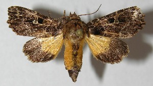  ( - 12-SRNP-65356)  @13 [ ] CreativeCommons - Attribution Non-Commercial Share-Alike (2013) Daniel H. Janzen Guanacaste Dry Forest Conservation Fund