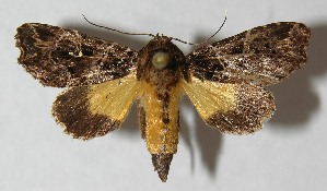  ( - 12-SRNP-65359)  @13 [ ] CreativeCommons - Attribution Non-Commercial Share-Alike (2013) Daniel H. Janzen Guanacaste Dry Forest Conservation Fund