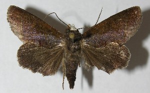  ( - 12-SRNP-71440)  @13 [ ] CreativeCommons - Attribution Non-Commercial Share-Alike (2013) Daniel H. Janzen Guanacaste Dry Forest Conservation Fund