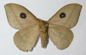  ( - 12-SRNP-81071)  @14 [ ] CreativeCommons - Attribution Non-Commercial Share-Alike (2013) Daniel H. Janzen Guanacaste Dry Forest Conservation Fund