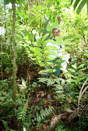  ( - BioBot05097)  @11 [ ] CreativeCommons - Attribution Non-Commercial Share-Alike (2010) Daniel H. Janzen Guanacaste Dry Forest Conservation Fund