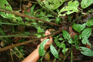  ( - BioBot05098)  @11 [ ] Copyright (2010) Unspecified Unspecified