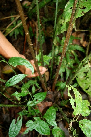  ( - BioBot05098)  @11 [ ] CreativeCommons - Attribution Non-Commercial Share-Alike (2010) Daniel H. Janzen Guanacaste Dry Forest Conservation Fund