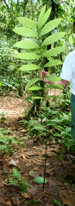  ( - BioBot05098)  @11 [ ] CreativeCommons - Attribution Non-Commercial Share-Alike (2010) Daniel H. Janzen Guanacaste Dry Forest Conservation Fund