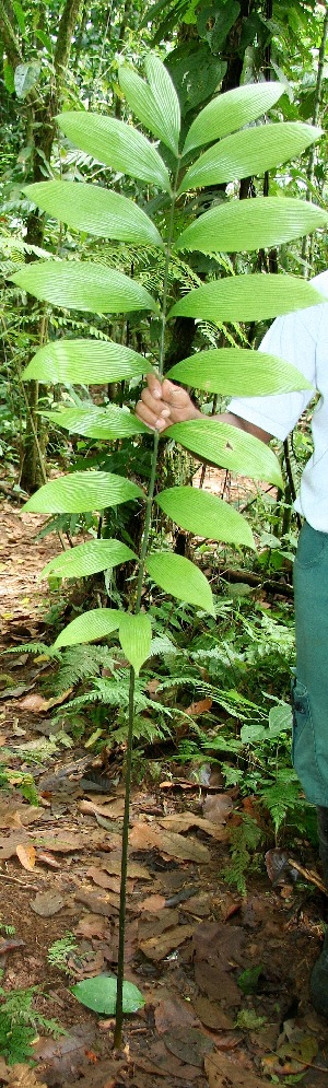  ( - BioBot05098)  @11 [ ] CreativeCommons - Attribution Non-Commercial Share-Alike (2010) Daniel H. Janzen Guanacaste Dry Forest Conservation Fund