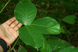  ( - BioBot00059)  @11 [ ] Copyright (2010) Unspecified Unspecified