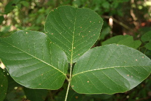  ( - BioBot00059)  @11 [ ] Copyright (2010) Unspecified Unspecified