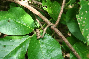  ( - BioBot00063)  @11 [ ] Copyright (2010) Unspecified Unspecified