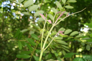  ( - BioBot00063)  @11 [ ] Copyright (2010) Unspecified Unspecified