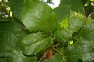  ( - BioBot00067)  @11 [ ] Copyright (2010) Unspecified Unspecified
