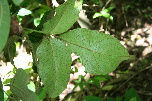  ( - BioBot00067)  @11 [ ] Copyright (2010) Unspecified Unspecified