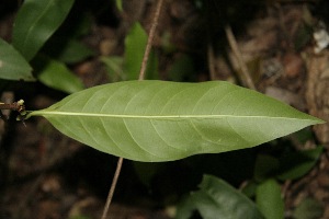 ( - BioBot00088)  @11 [ ] Copyright (2010) Unspecified Unspecified