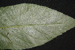  (Cordia panamensis - BioBot00095)  @11 [ ] Copyright (2010) Unspecified Unspecified