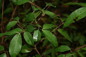  ( - BioBot00114)  @11 [ ] CreativeCommons - Attribution Non-Commercial Share-Alike (2010) Daniel H. Janzen Guanacaste Dry Forest Conservation Fund