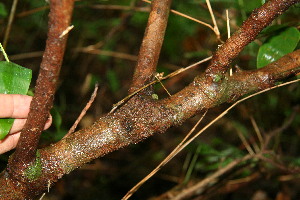  ( - BioBot00114)  @11 [ ] Copyright (2010) Unspecified Unspecified