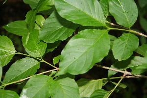  ( - BioBot00122)  @11 [ ] Copyright (2010) Unspecified Unspecified