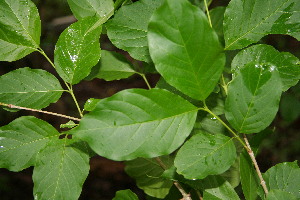  ( - BioBot00122)  @11 [ ] Copyright (2010) Unspecified Unspecified