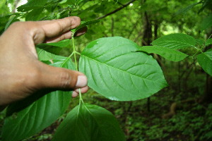 ( - BioBot00123)  @11 [ ] Copyright (2010) Unspecified Unspecified