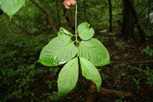  ( - BioBot00123)  @11 [ ] Copyright (2010) Unspecified Unspecified