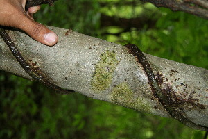  ( - BioBot00123)  @11 [ ] Copyright (2010) Unspecified Unspecified