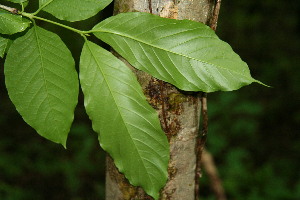  ( - BioBot00124)  @11 [ ] Copyright (2010) Unspecified Unspecified