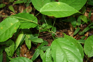  ( - BioBot00125)  @11 [ ] Copyright (2010) Unspecified Unspecified